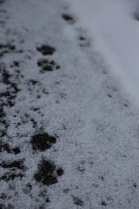 2018年12月中旬　うっすら積もった雪に猫の足跡