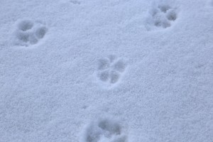 2018年1月　犬の足跡